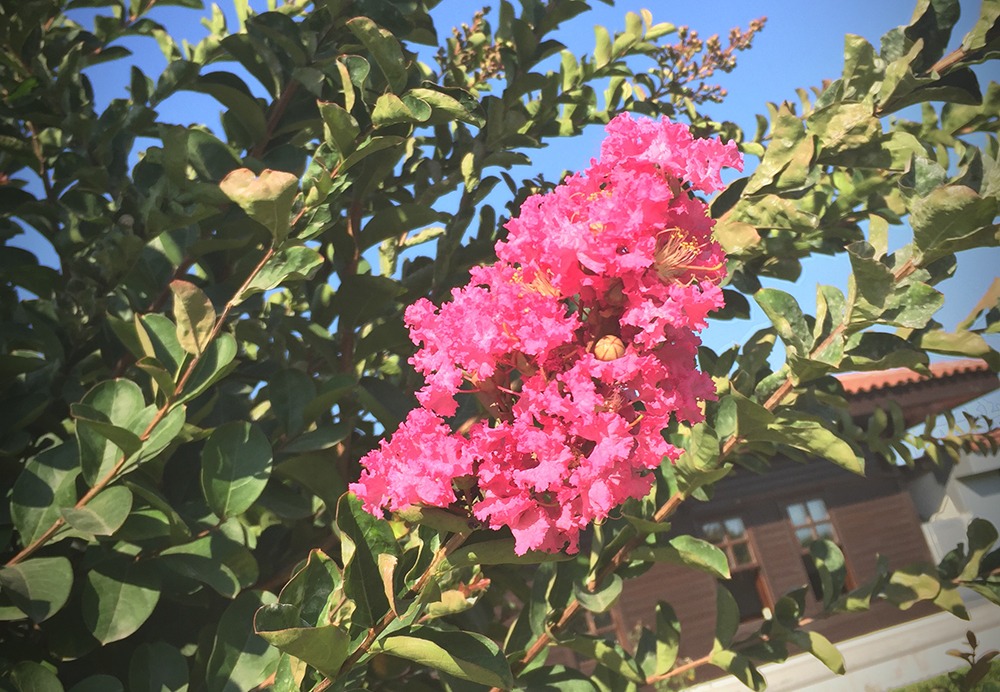 crape myrtle trees oklahoma