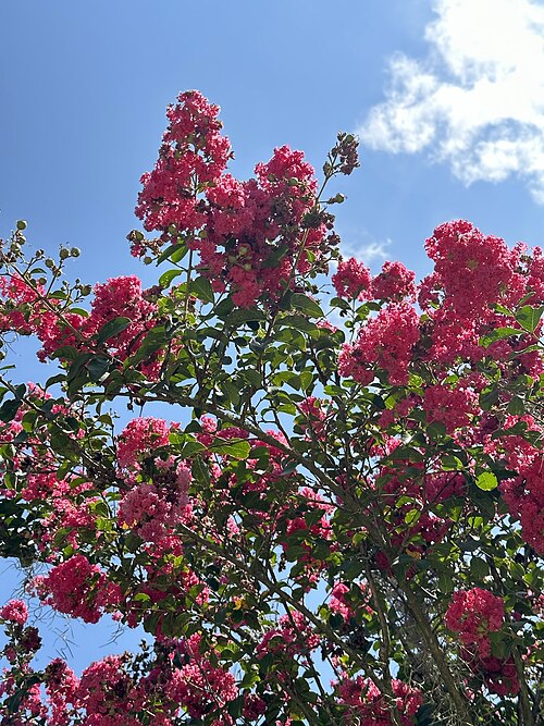 crape myrtle tree