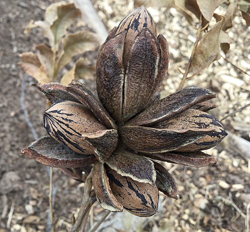pecan tree