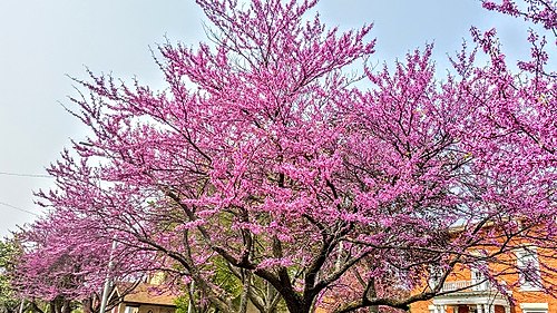 red bud tree oklahoma