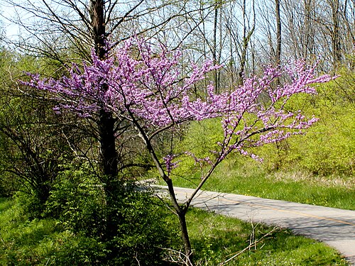 red bud tree oklahoma